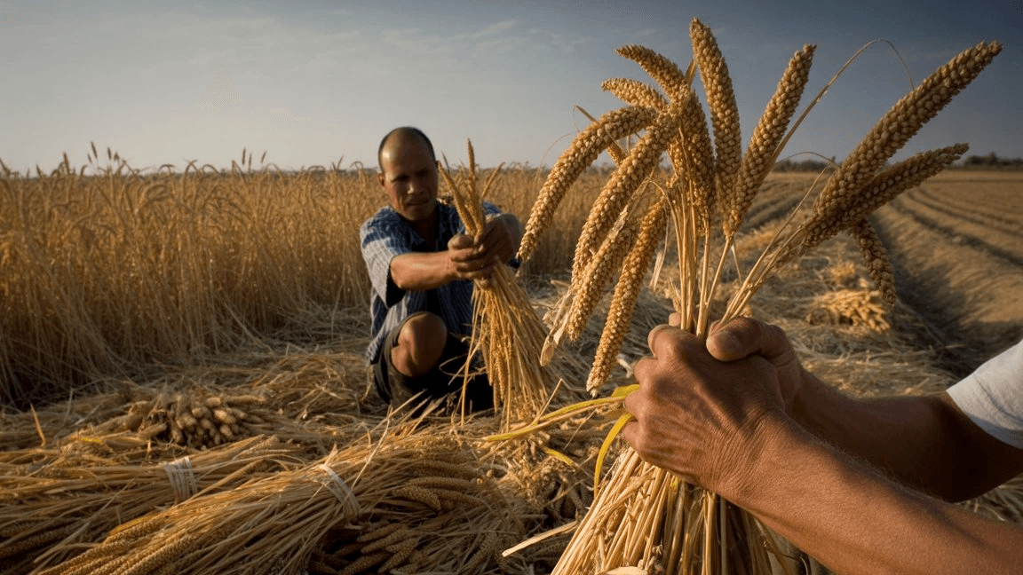 Two men are working together in a field of wheat, surrounded by tall golden stalks and a clear blue